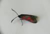 Zygaena trifolii